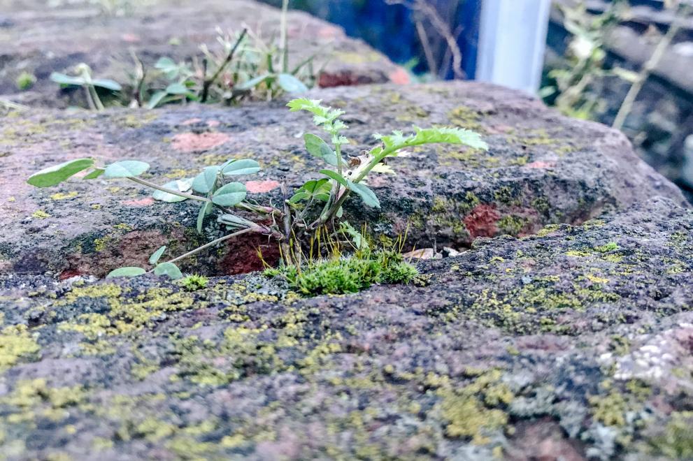 A small plant grows on a rock.