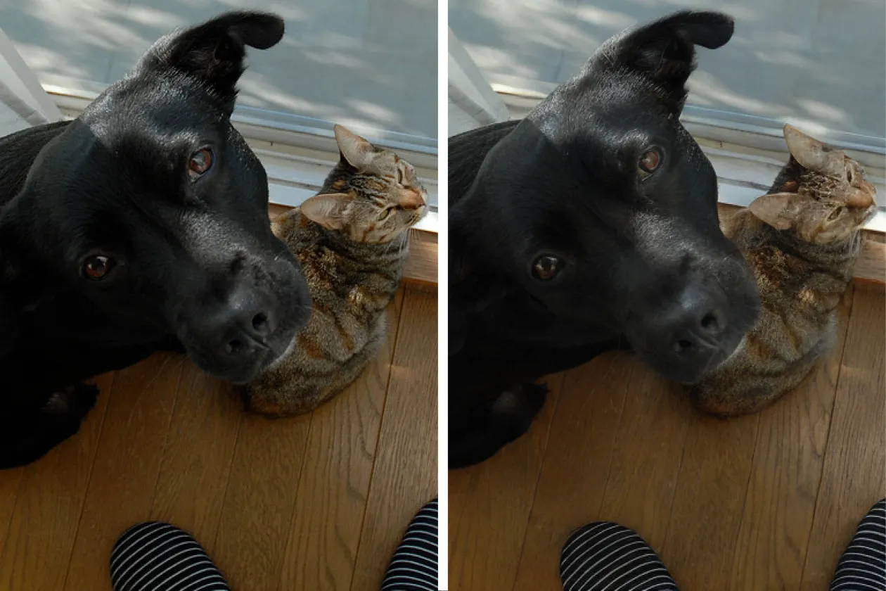 Zwei nahezu identische Bilder von einem Hund und einer Katze