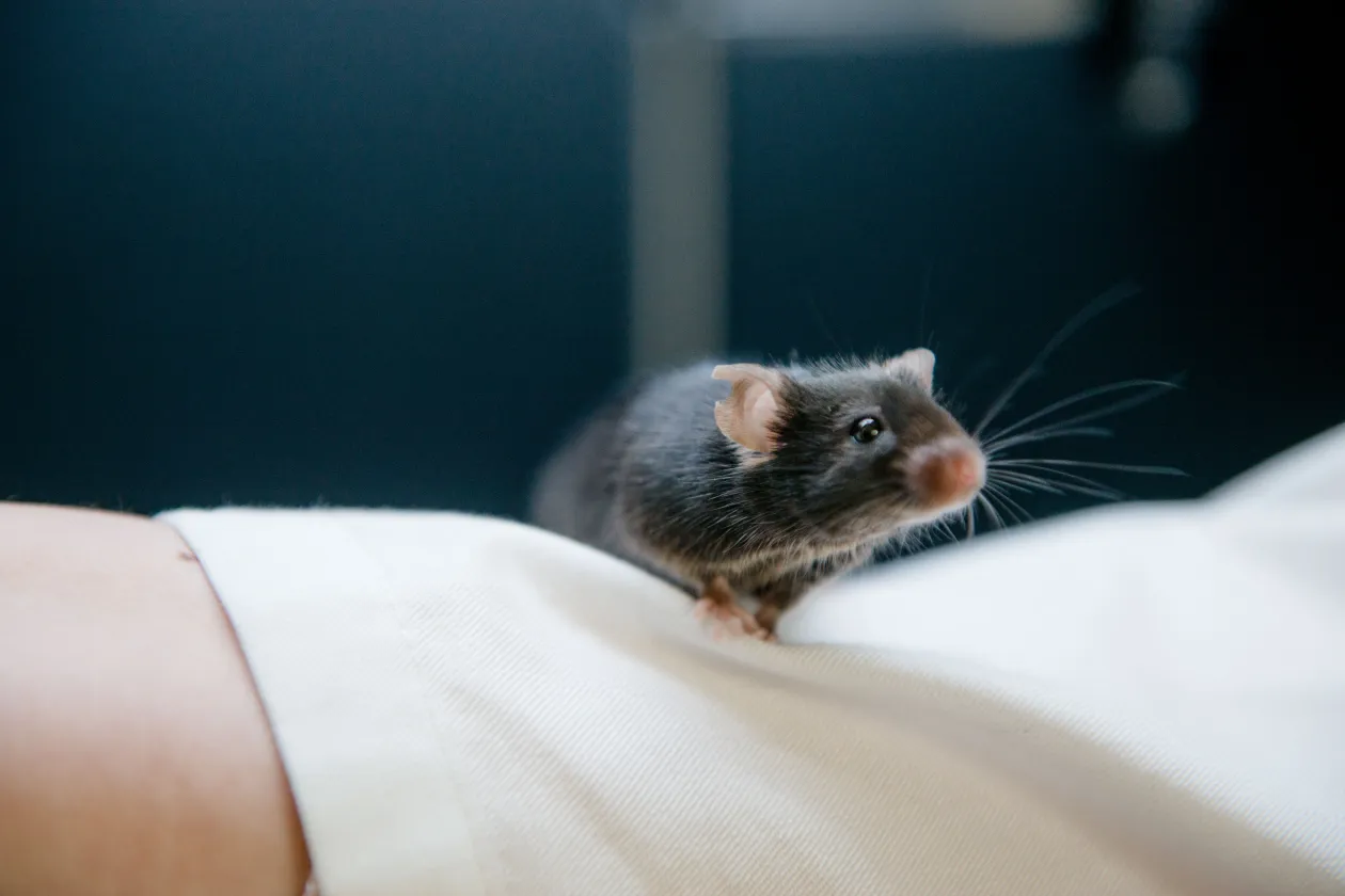 Eine Maus sitzt auf einem Kittelärmel