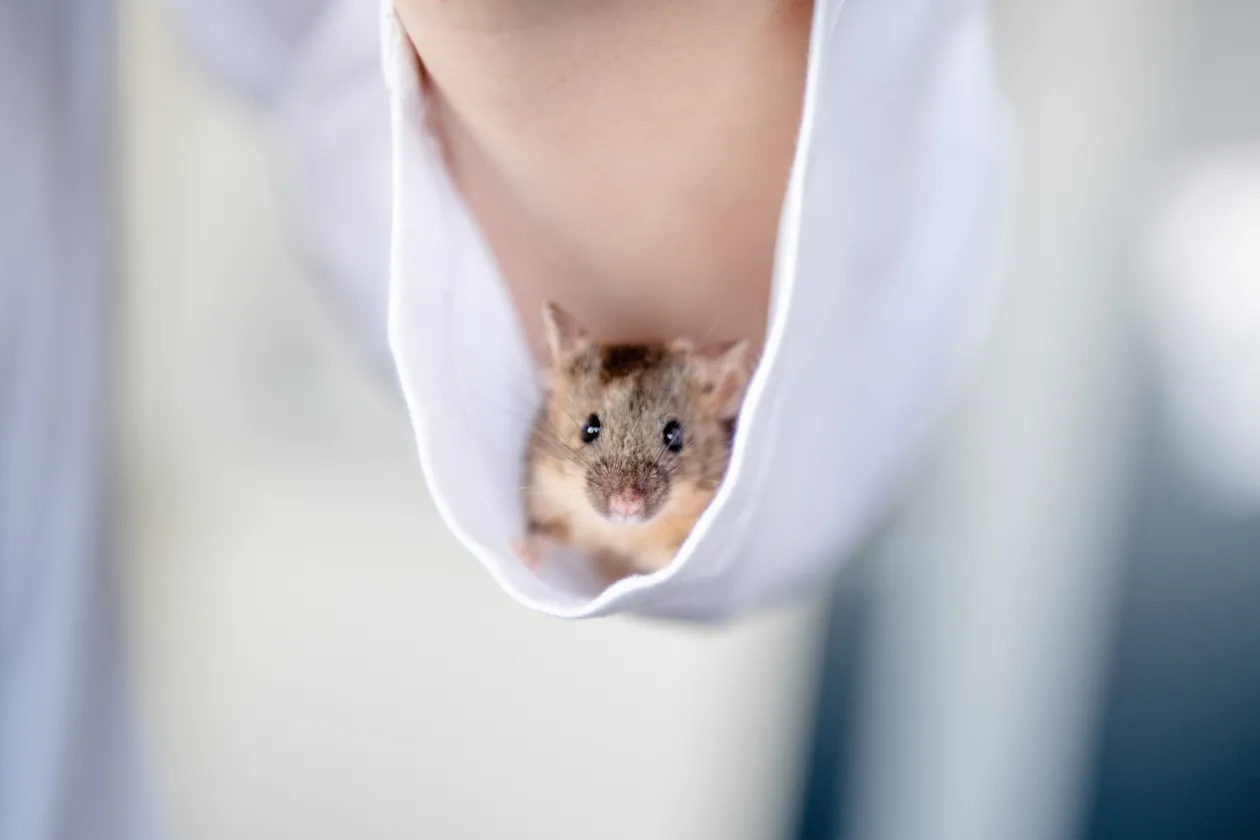 Eine Maus schaut aus einem Kittelärmel