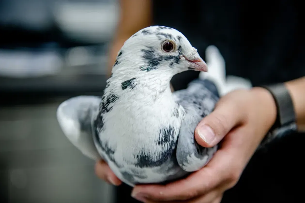 Faktencheck wissenschaftliche Versuche mit Tauben