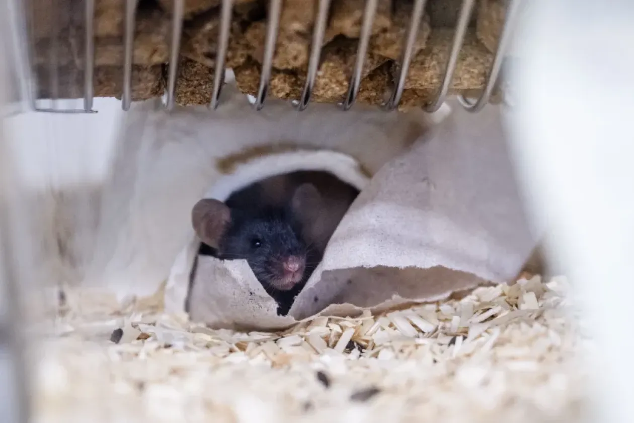 Tierexperimentelle Forschung im interdisziplinären Dialog