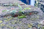 A small plant grows on a rock.