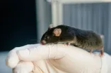 Maus auf Hand