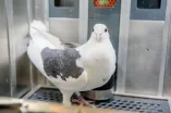 Taube in einer Versuchsbox