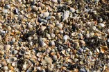 Strandmuscheln