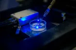 Blau leuchtende Petrischale