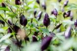 Chillipflanze