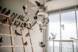 Tauben in einer Voliere