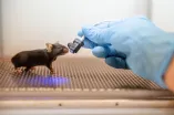 Maus im Verhaltensversuch