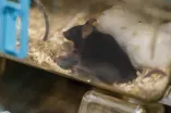 Maus mit Nachwuchs