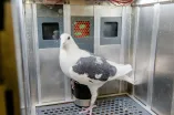 Taube bei einem Versuch