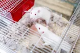 Zwei weiße Ratten recken sich der Kamera entgegen