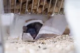 Maus guckt aus einem Papphäuschen heraus