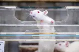 Weiße Ratte streckts ich aus einem Fensterchen