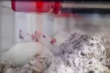 Drei Ratten in Nistmaterial