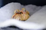 Zwei Taubenbabies