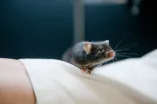 Eine Maus sitzt auf einem Kittelärmel