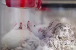 Mehrere Ratten in einem Nest