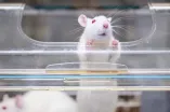Eine weiße Ratte schaut aus einem Fensterchen