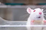 Ratte schaut aus einem Fenster