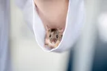 Eine Maus schaut aus einem Kittelärmel