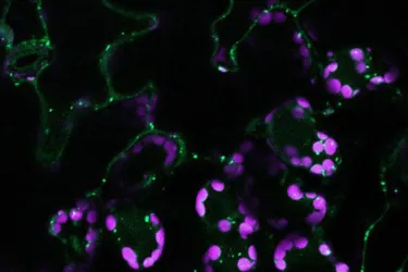 Mikroskopische Aufnahme von Zellbestandteilen