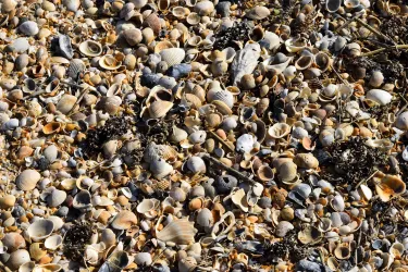 Strandmuscheln