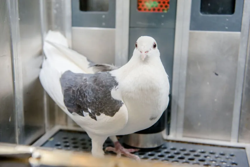 Taube in einer Versuchsbox
