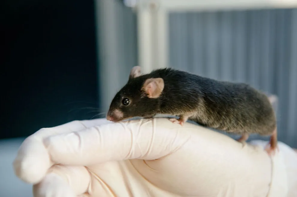 Maus auf Hand