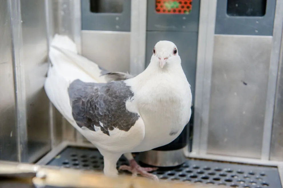 Taube in einer Versuchsbox