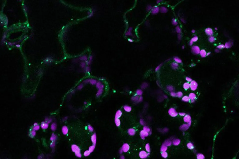 Mikroskopische Aufnahme von Zellbestandteilen