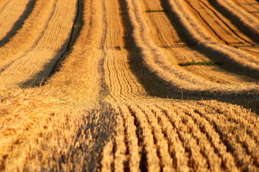 Getreidefeld