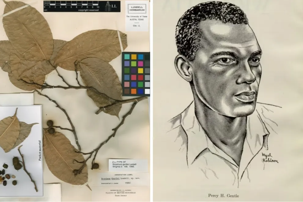 Linke Bildhälfte: Getrocknete Pflanze auf Papier mit Beschriftungen. Rechte Bildhälfte: Zeichnung eines Porträts eines Mannes