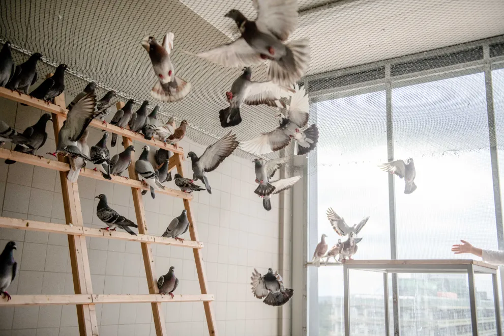 Tauben in einer Voliere
