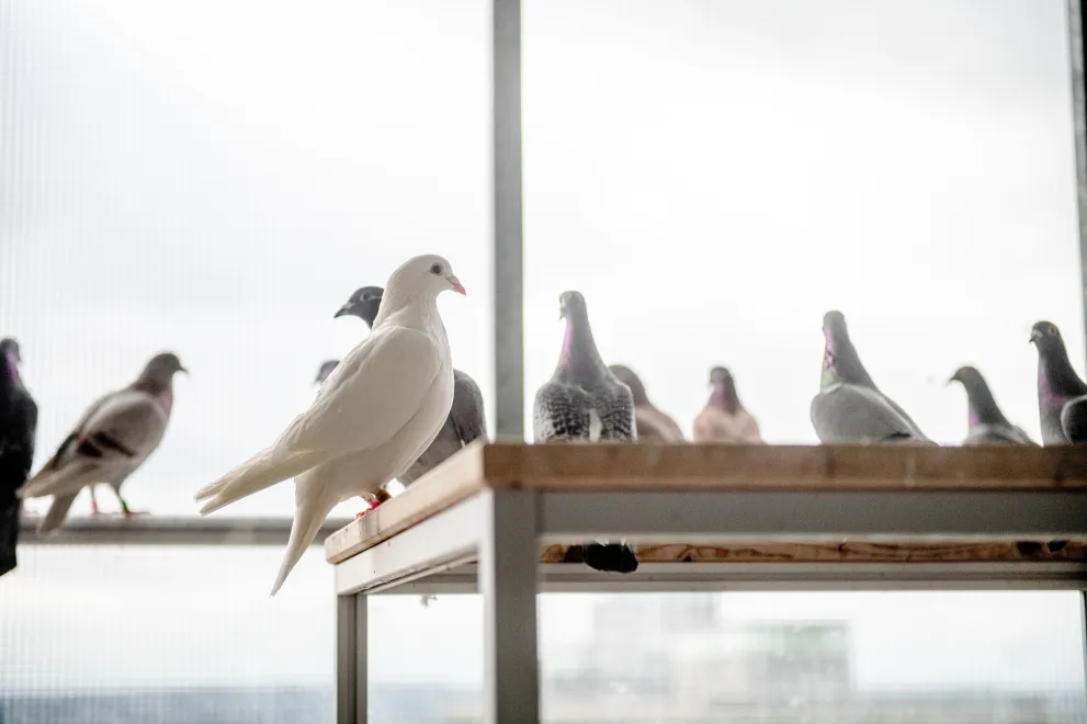 Tauben auf einem Tisch