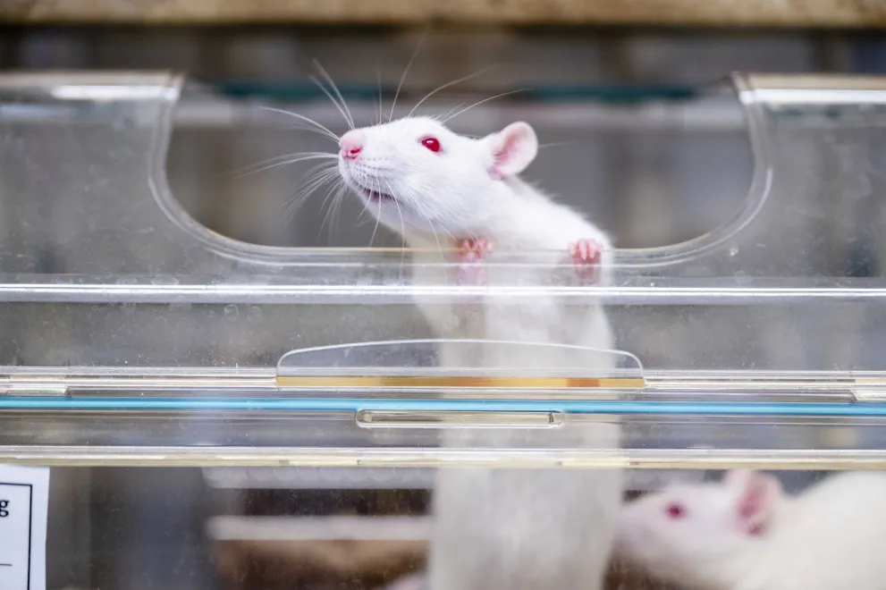 Weiße Ratte streckts ich aus einem Fensterchen