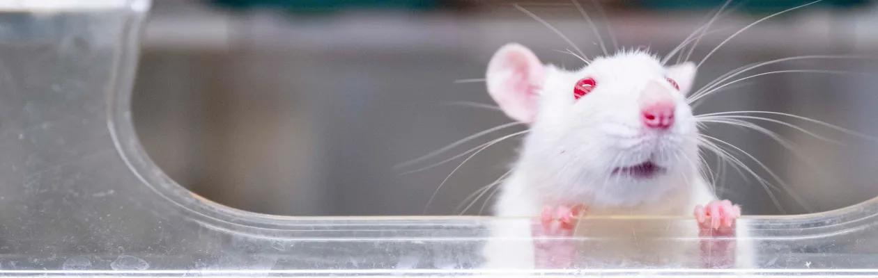 Ratte schaut aus einem Fenster