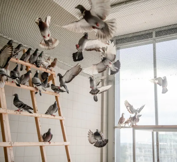 Tauben in einer Voliere