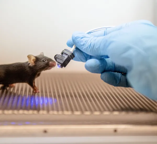 Maus im Verhaltensversuch
