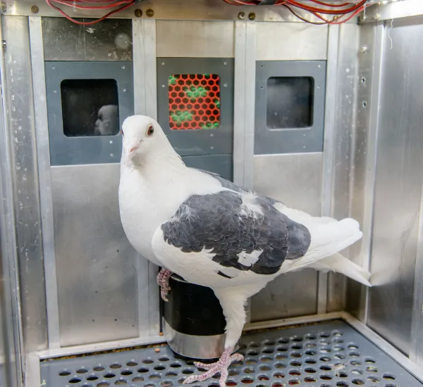 Taube bei einem Versuch