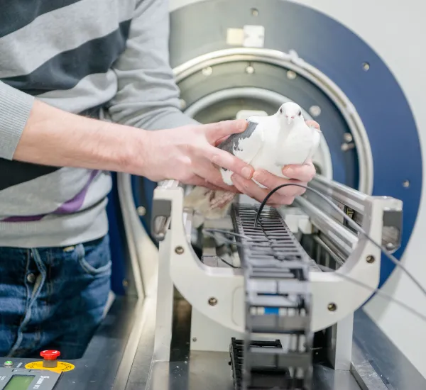 Taube vor einem MRT-Scanner