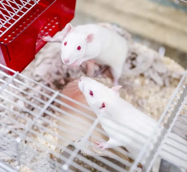 Zwei weiße Ratten recken sich der Kamera entgegen