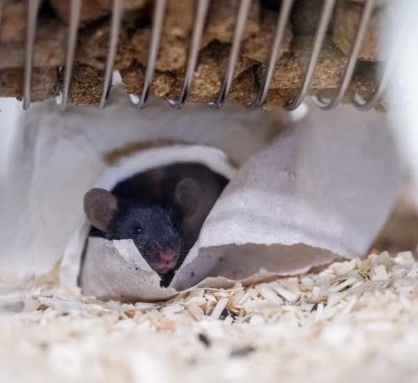 Maus guckt aus einem Papphäuschen heraus