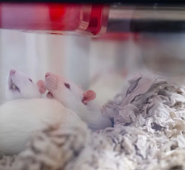 Drei Ratten in Nistmaterial